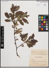 Foto von Salix cinerea L. x Salix phylicifolia L.